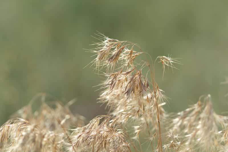 Cheatgrass growing in Southwest Montana