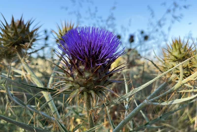 Spotted knapweed growing in a Montana pasture