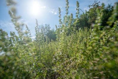 Weed control treatment area in Montana