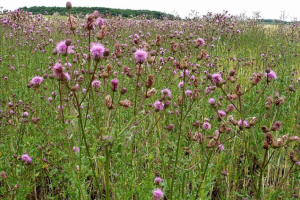 406 Weed Control - canadian thistle