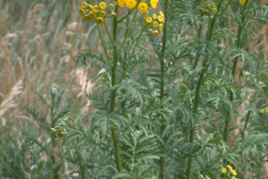 406 Weed Control - common tansy