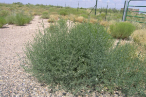 406 Weed Control - russian thistle